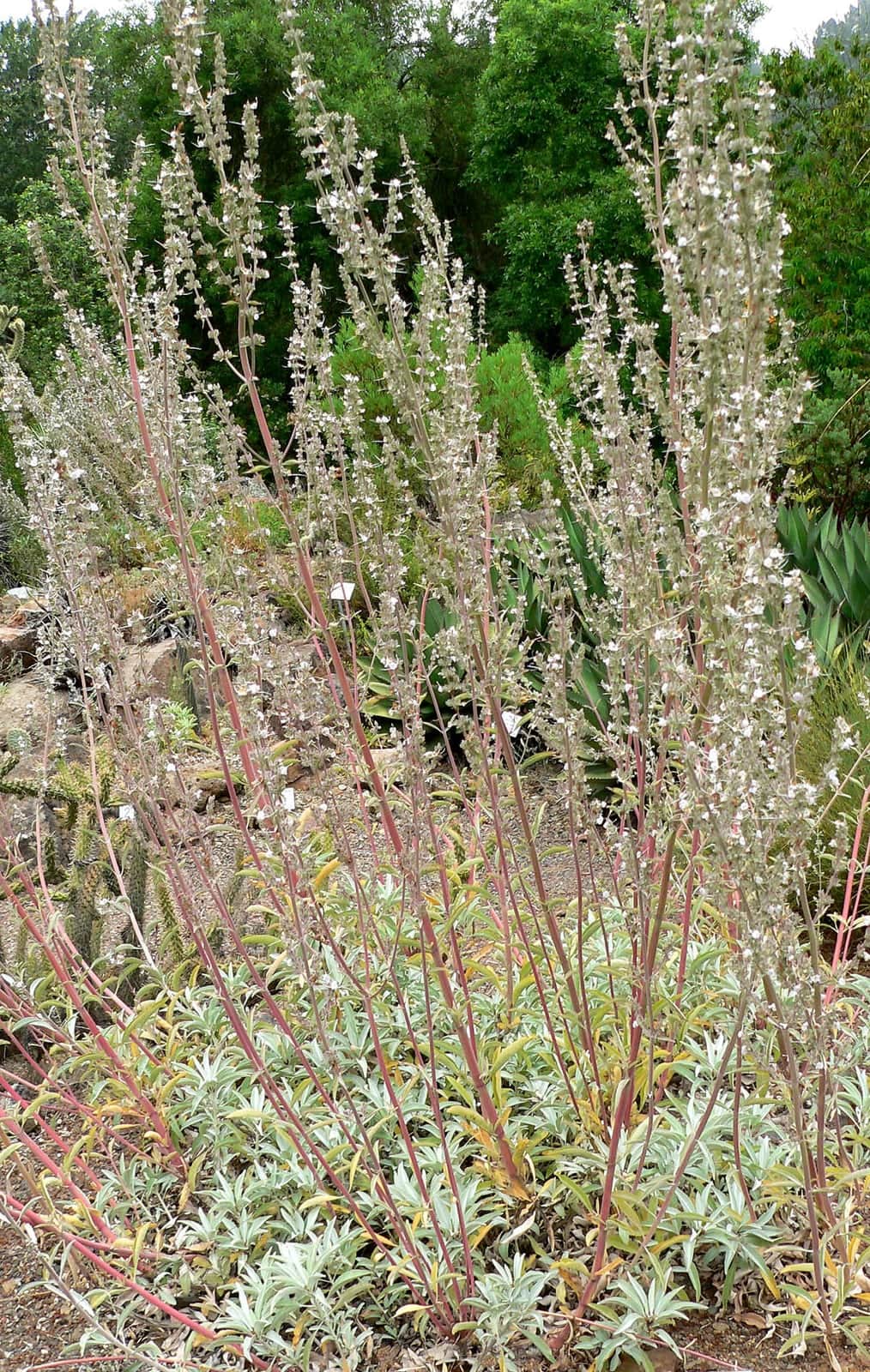 White Sage