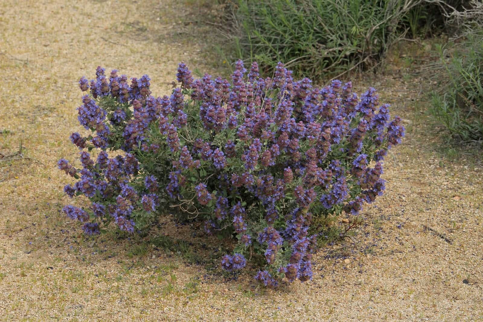 Desert Purple Sage