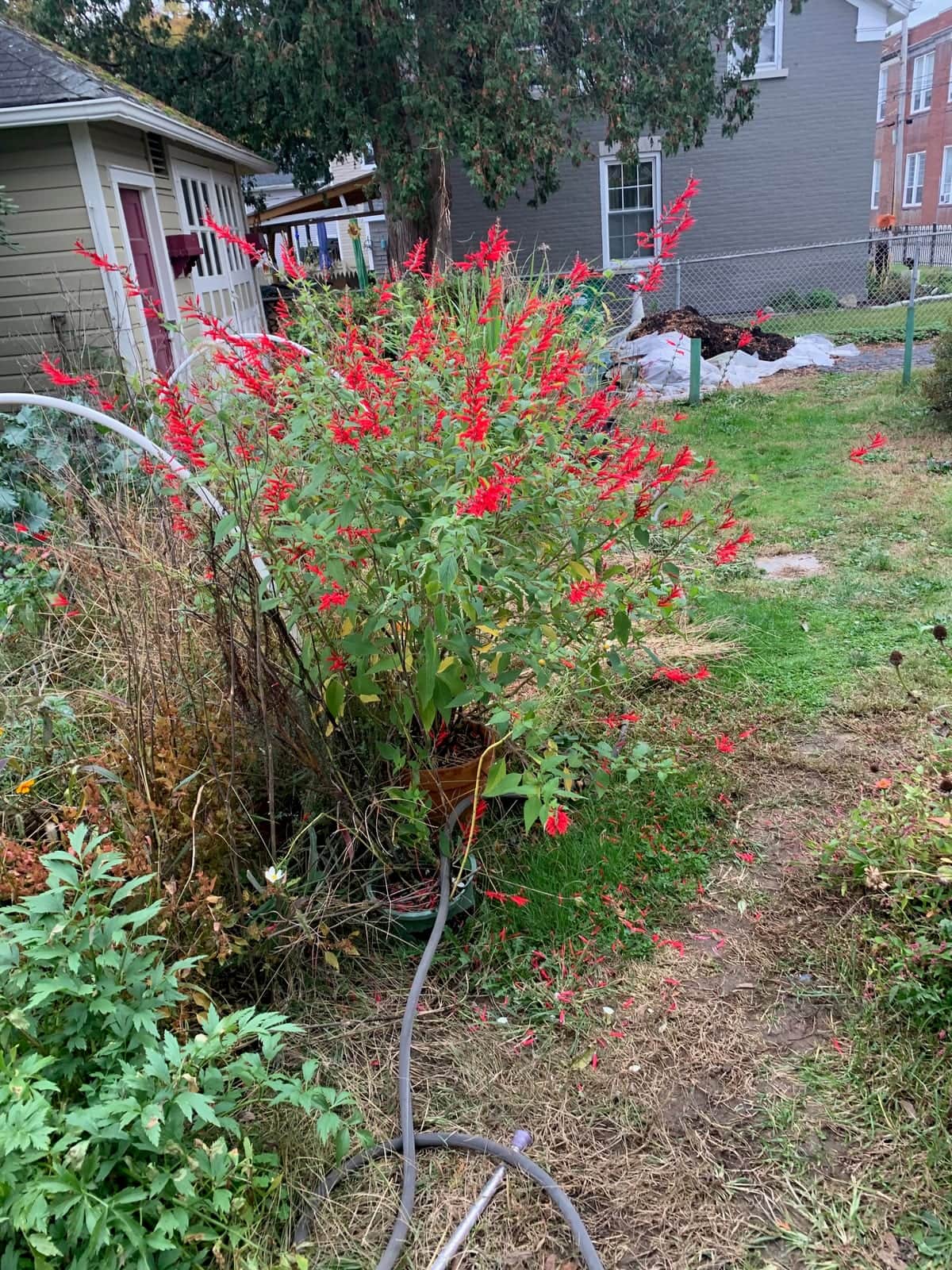 Pineapple Sage