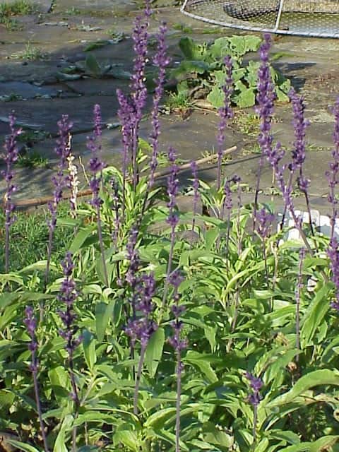 Mealy Blue Sage