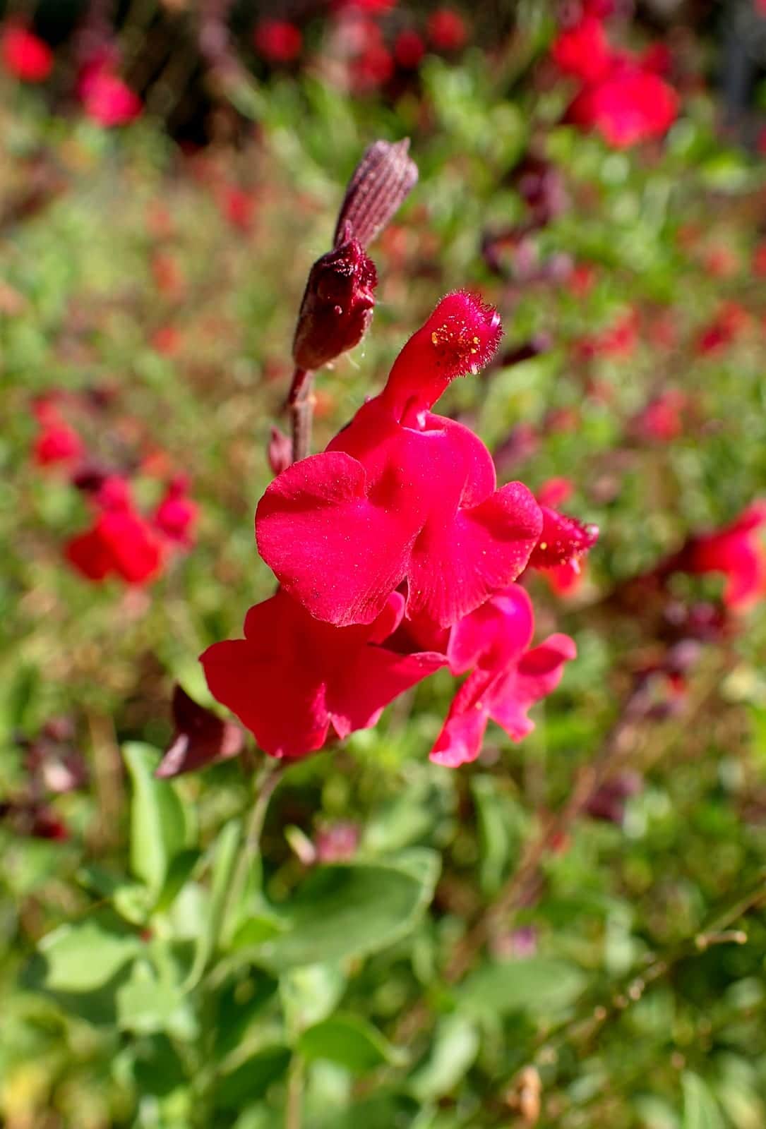 Autumn Sage