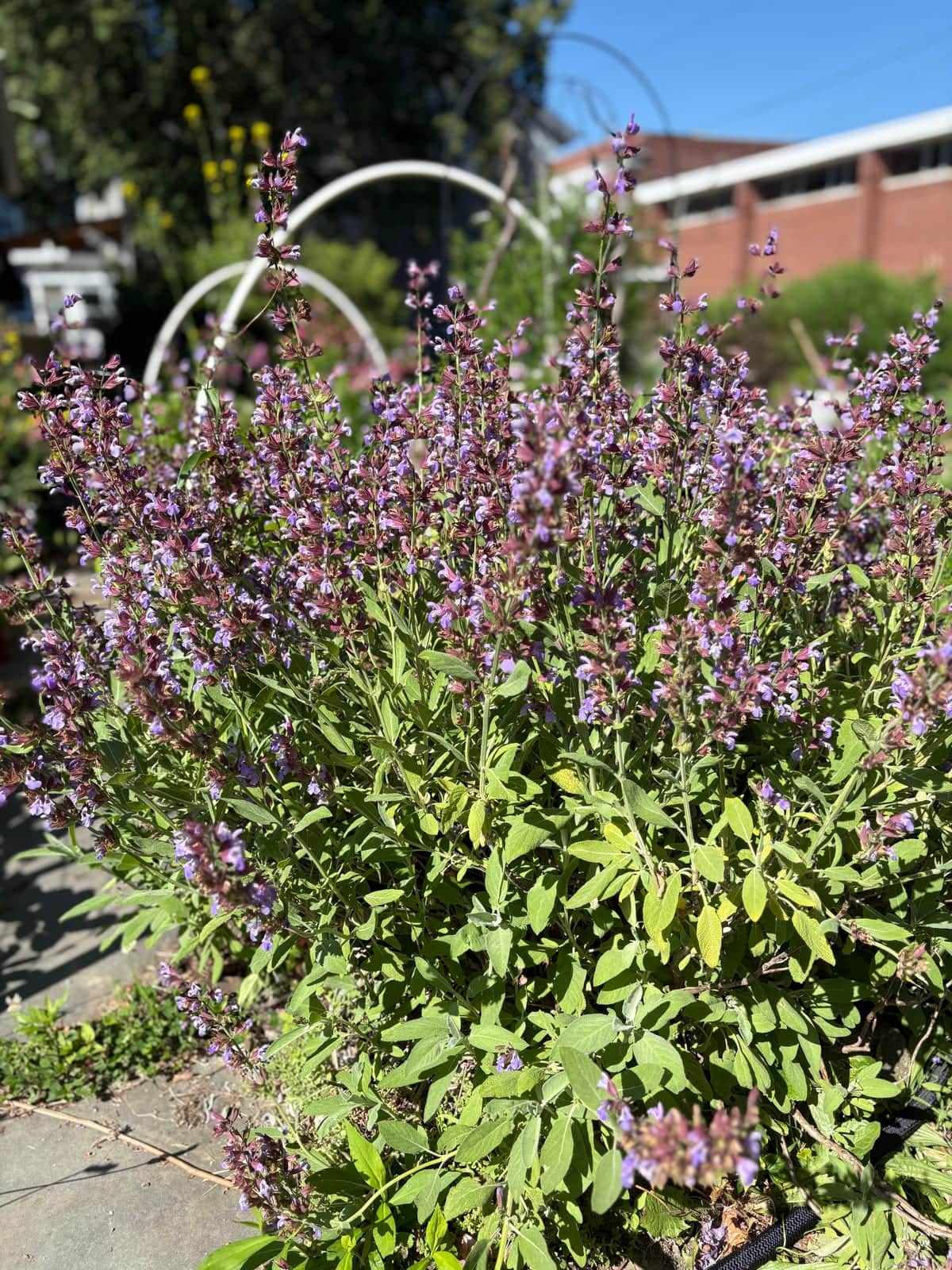 Common Sage