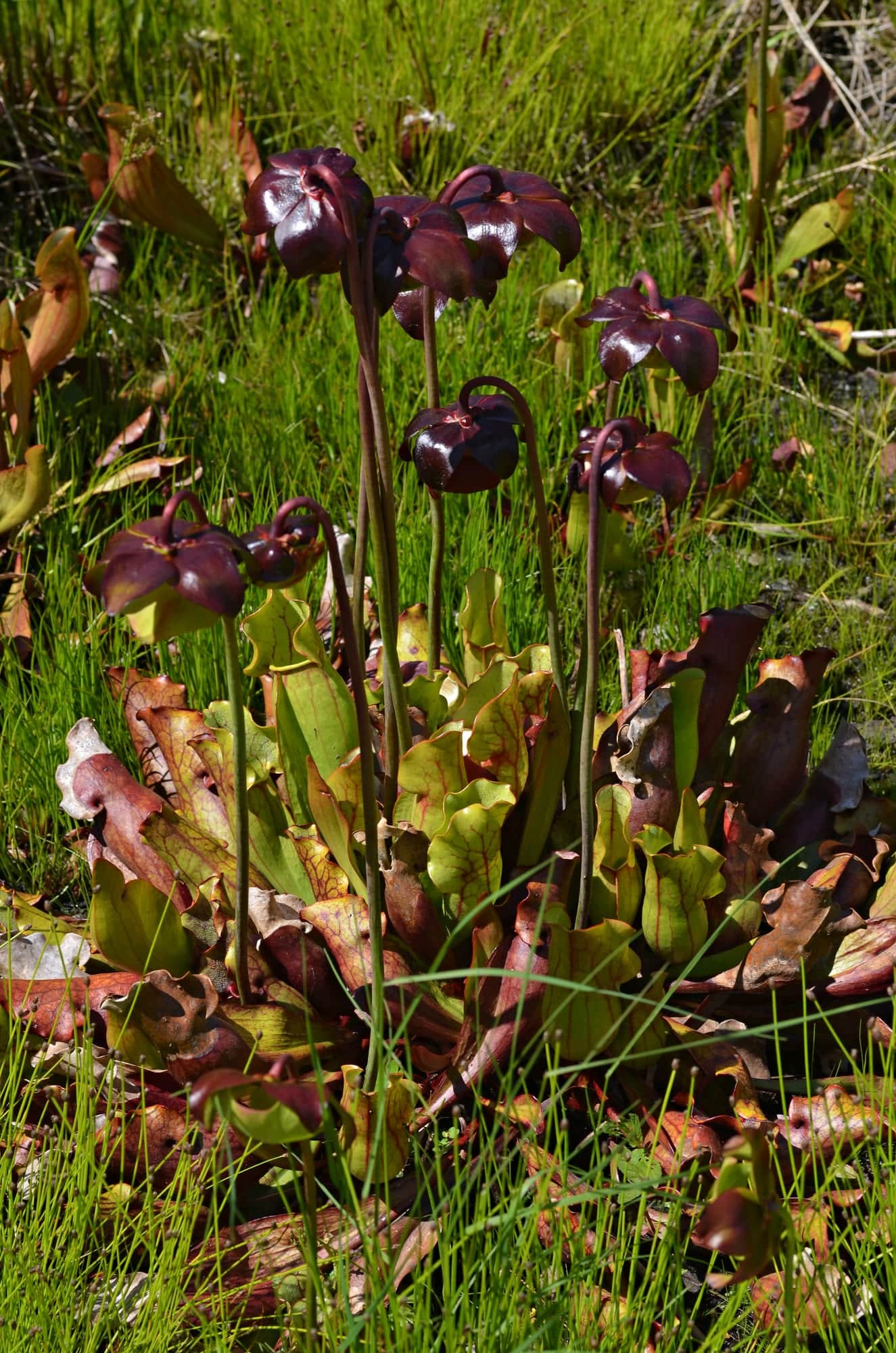 Purple Pitcher Plant