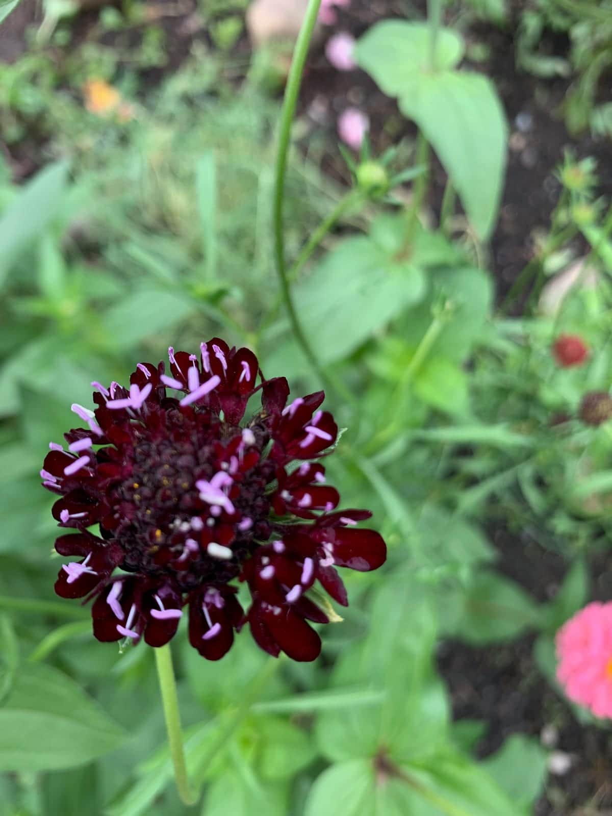 Pincushion