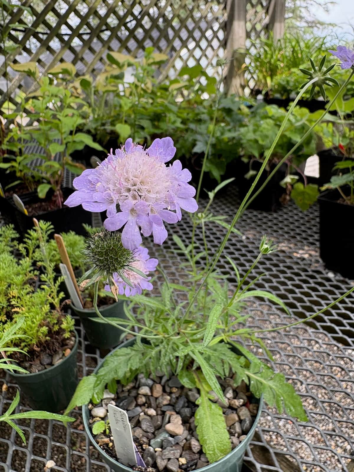 Shiny Scabious