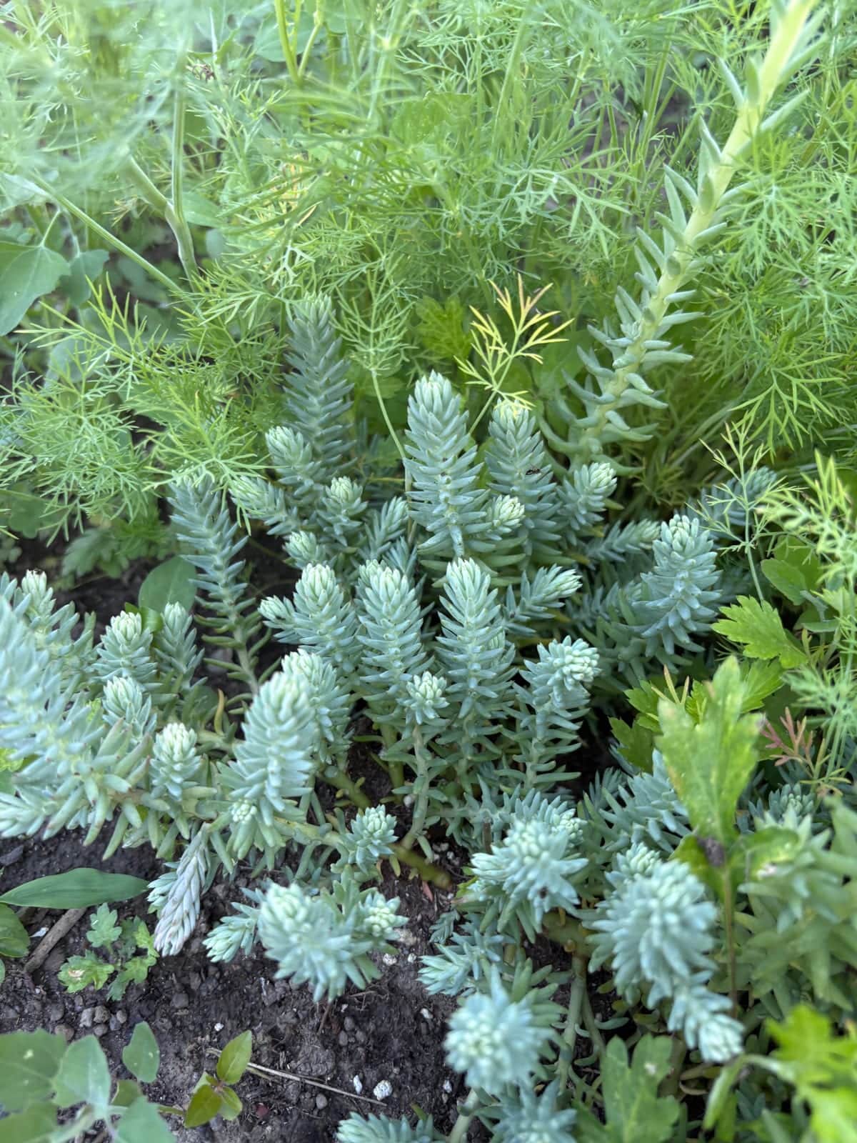 Reflexed Stonecrop