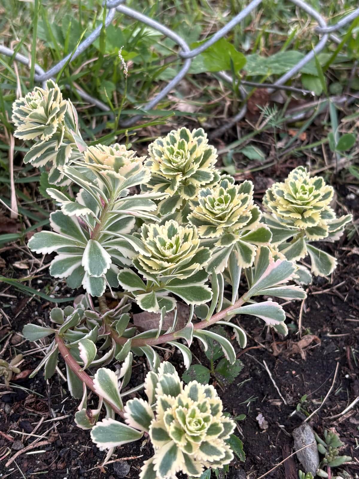 Sedum Takesimense