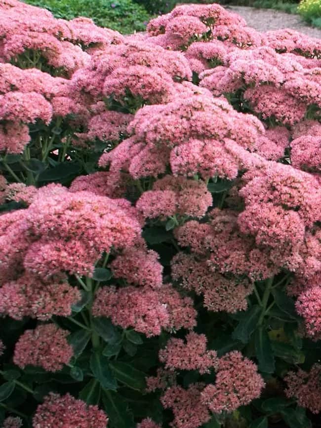 Stonecrop 'T Rex'