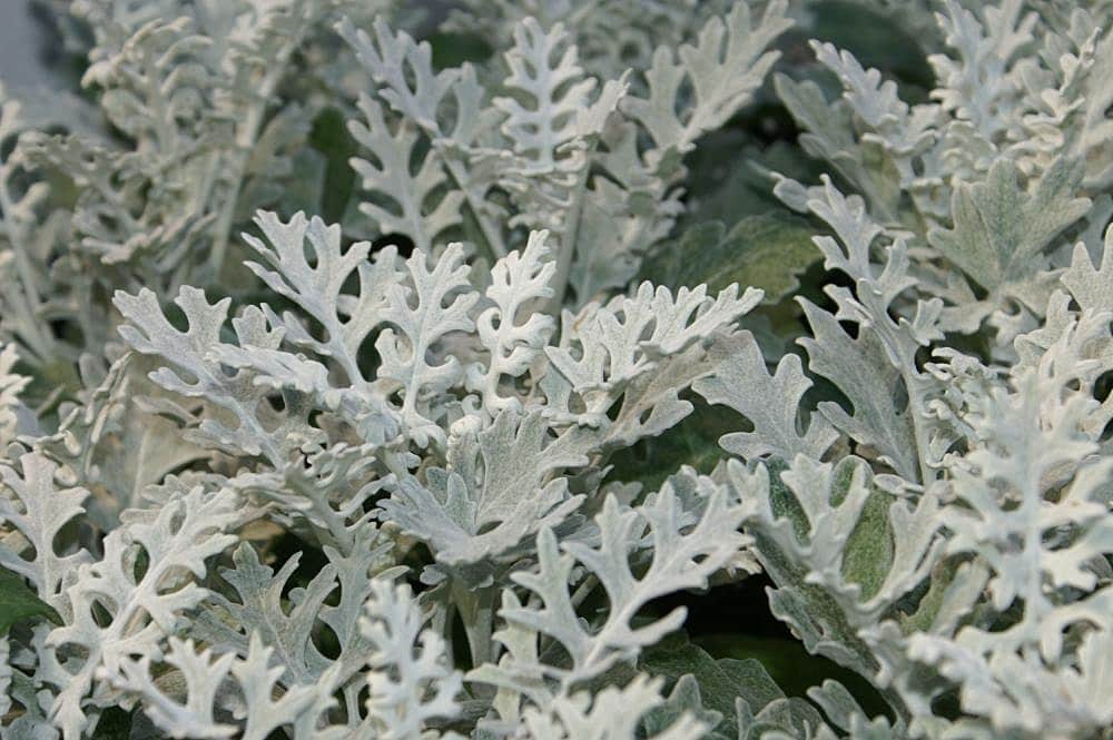 Dusty Miller