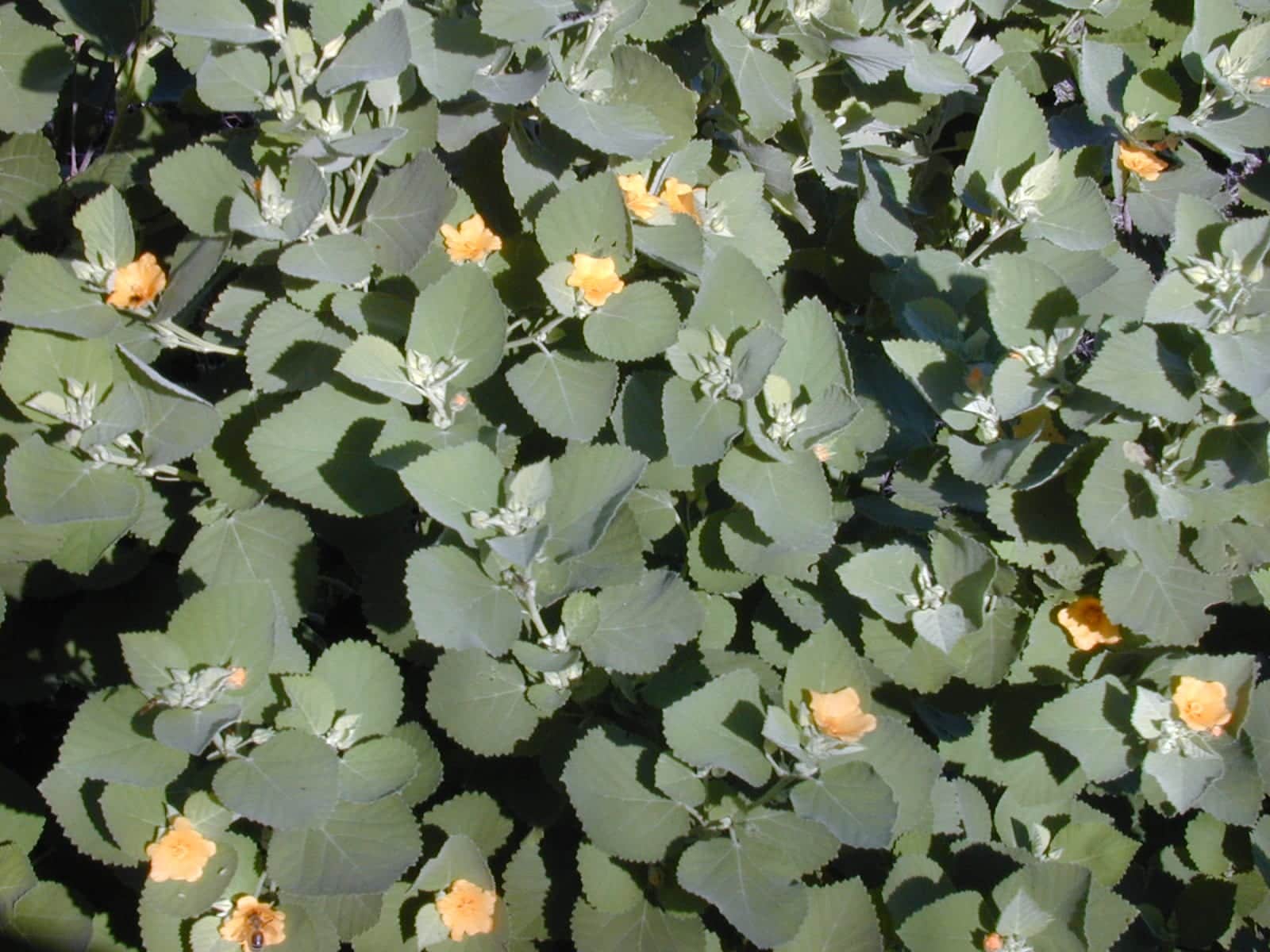 ʻIlima