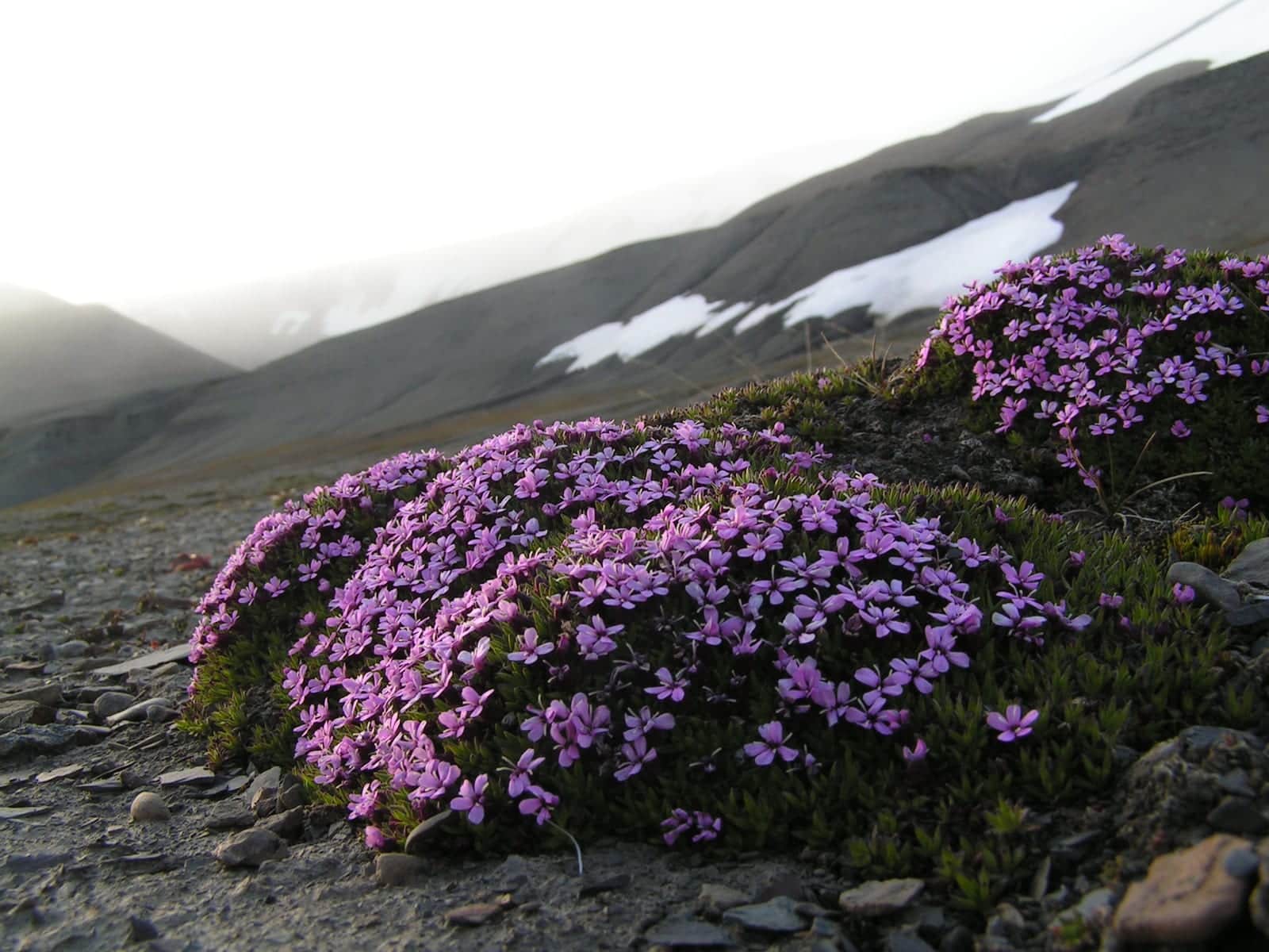 Moss Campion