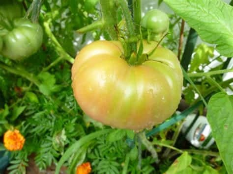 Tomato