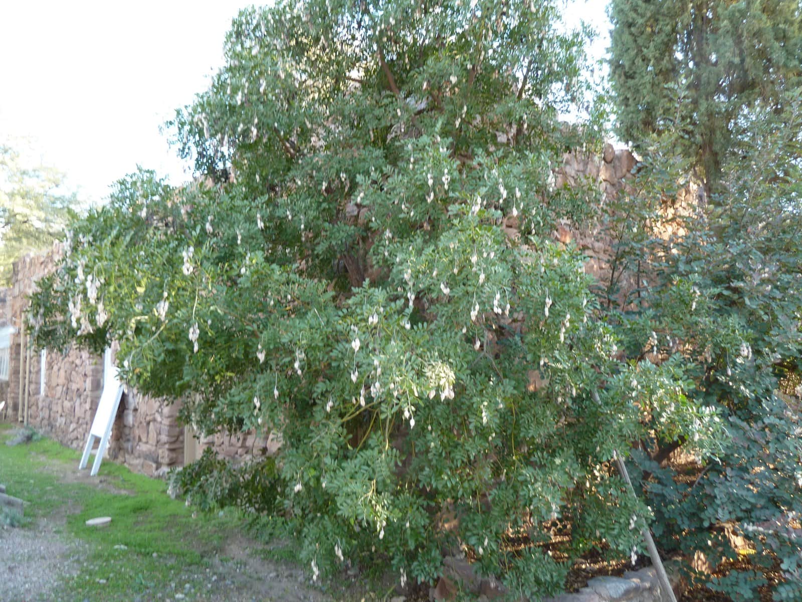 Texas Mountain Laurel