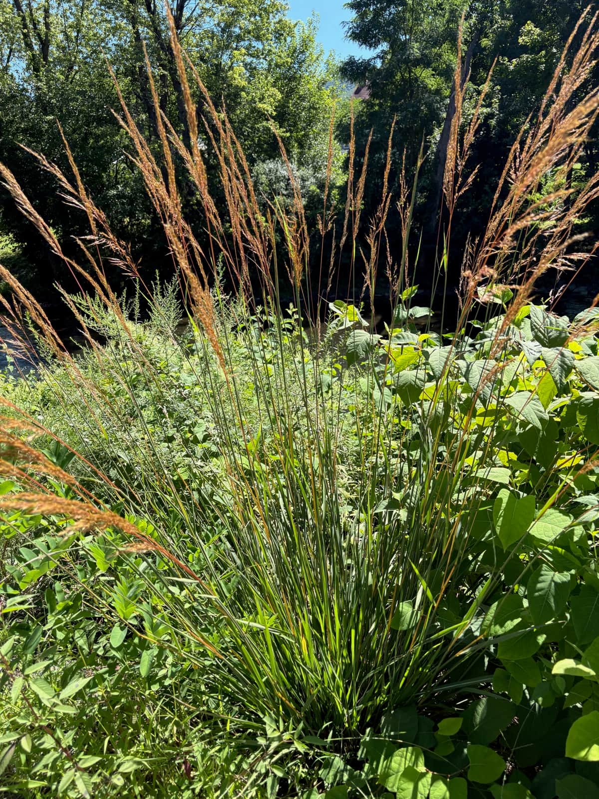 Indian Grass