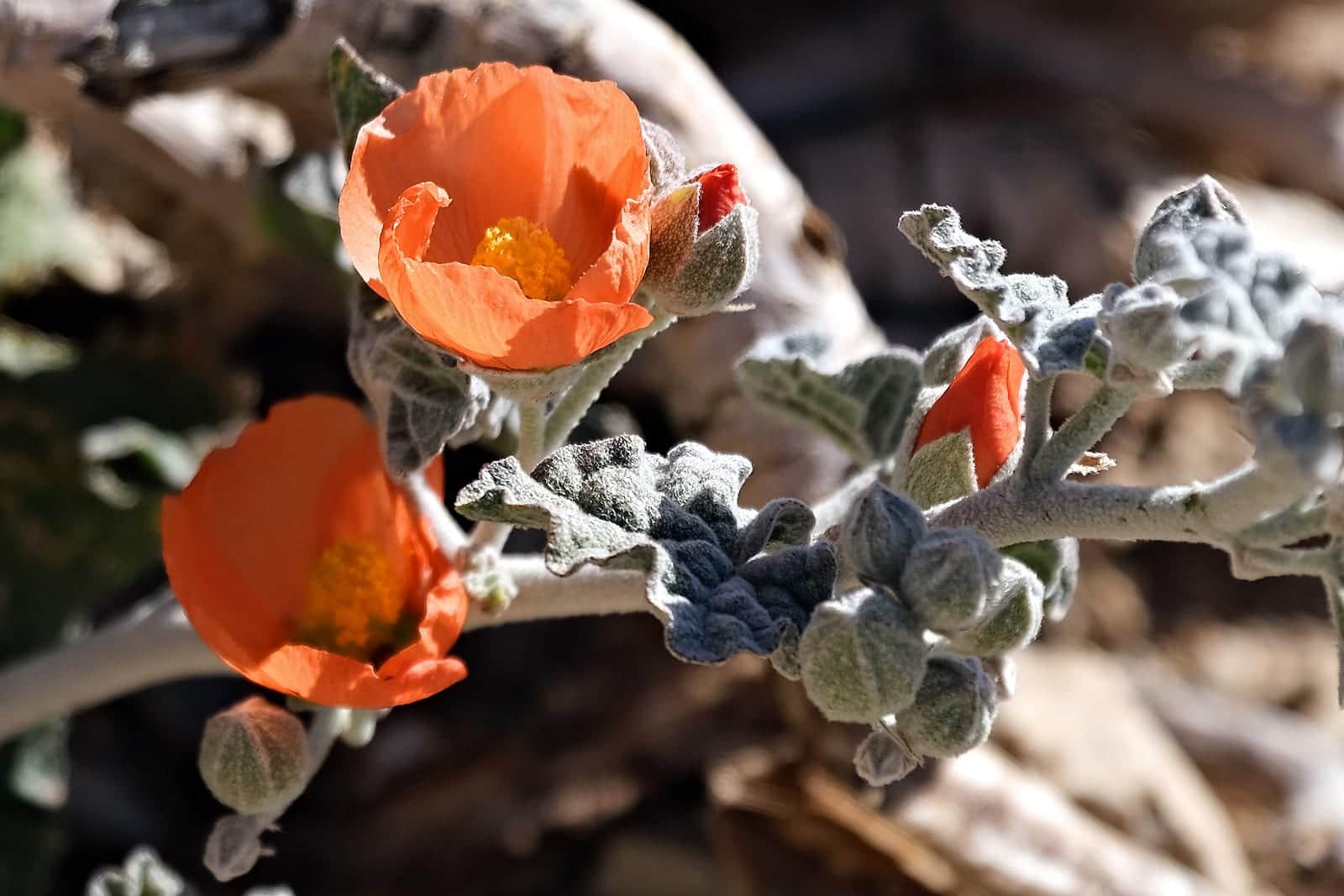 Desert Globemallow