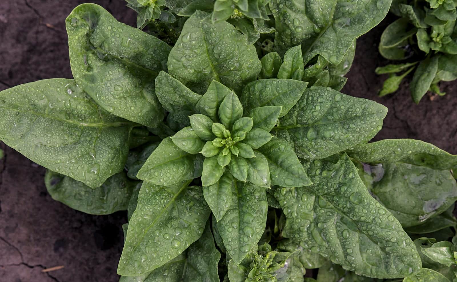 Spinach