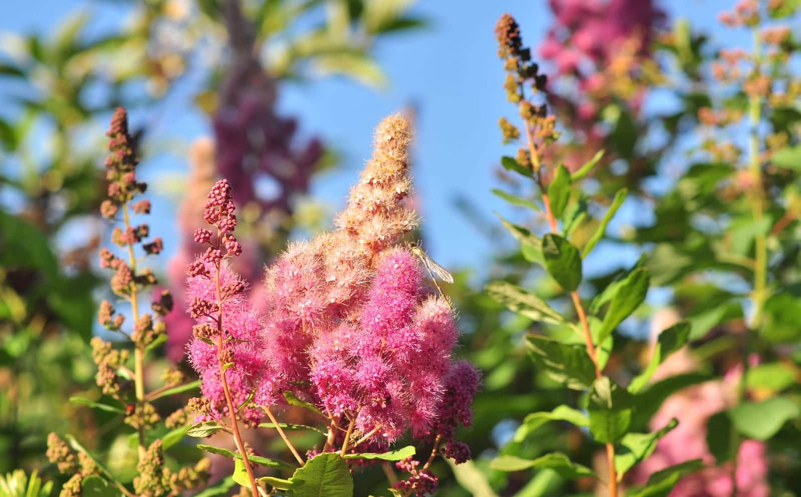 Douglas Spirea