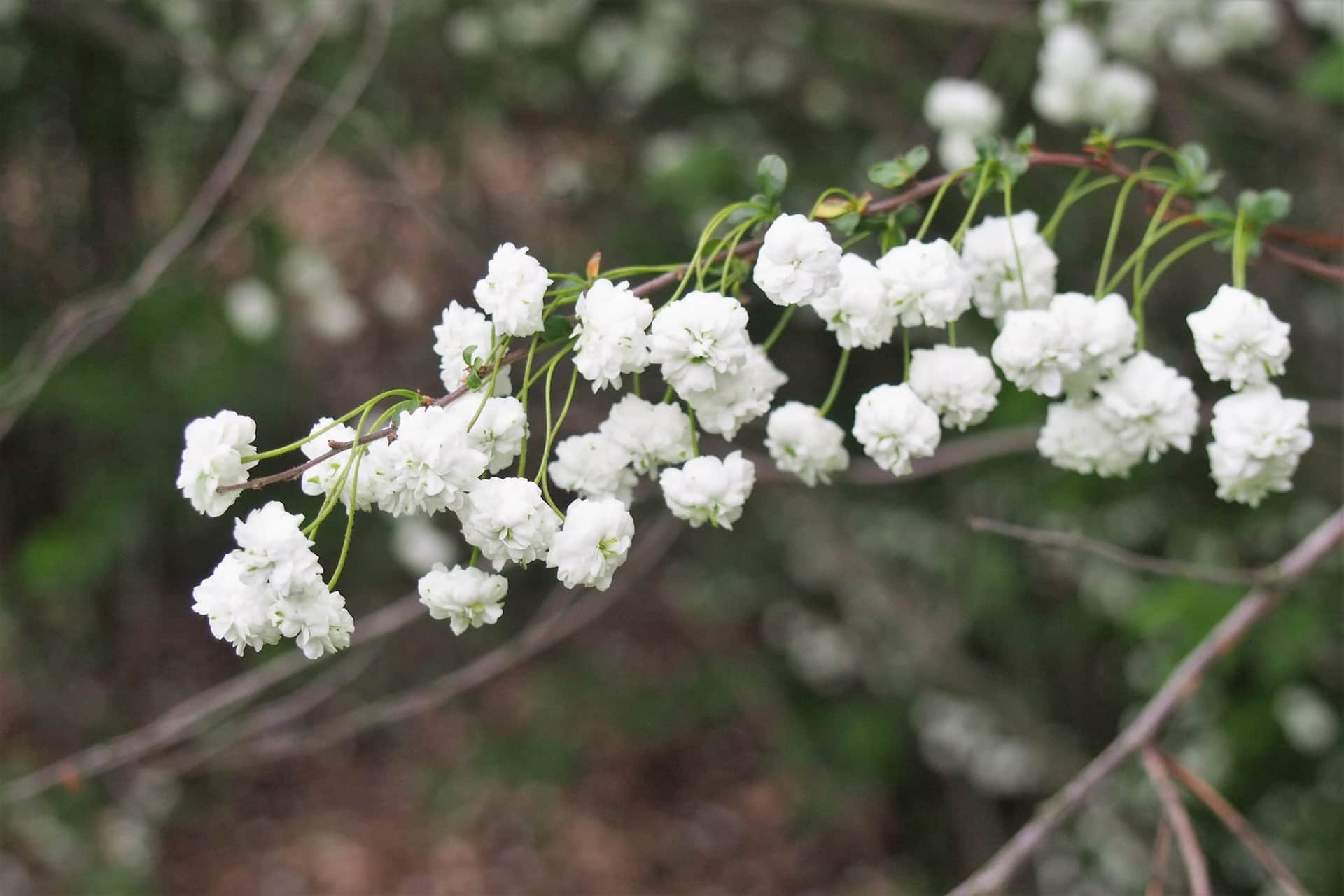 Bridal Wreath Spirea