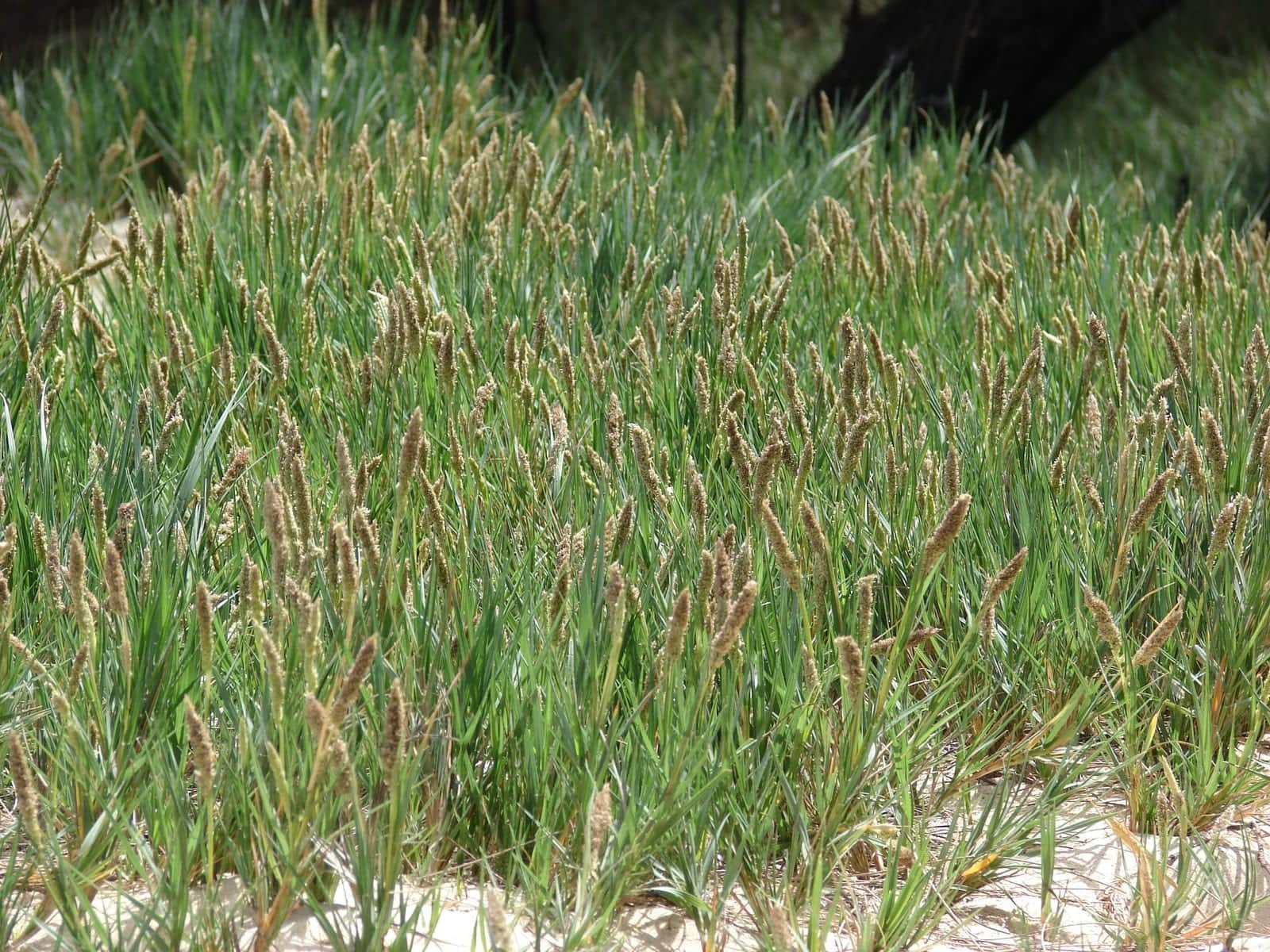 Prairie Dropseed