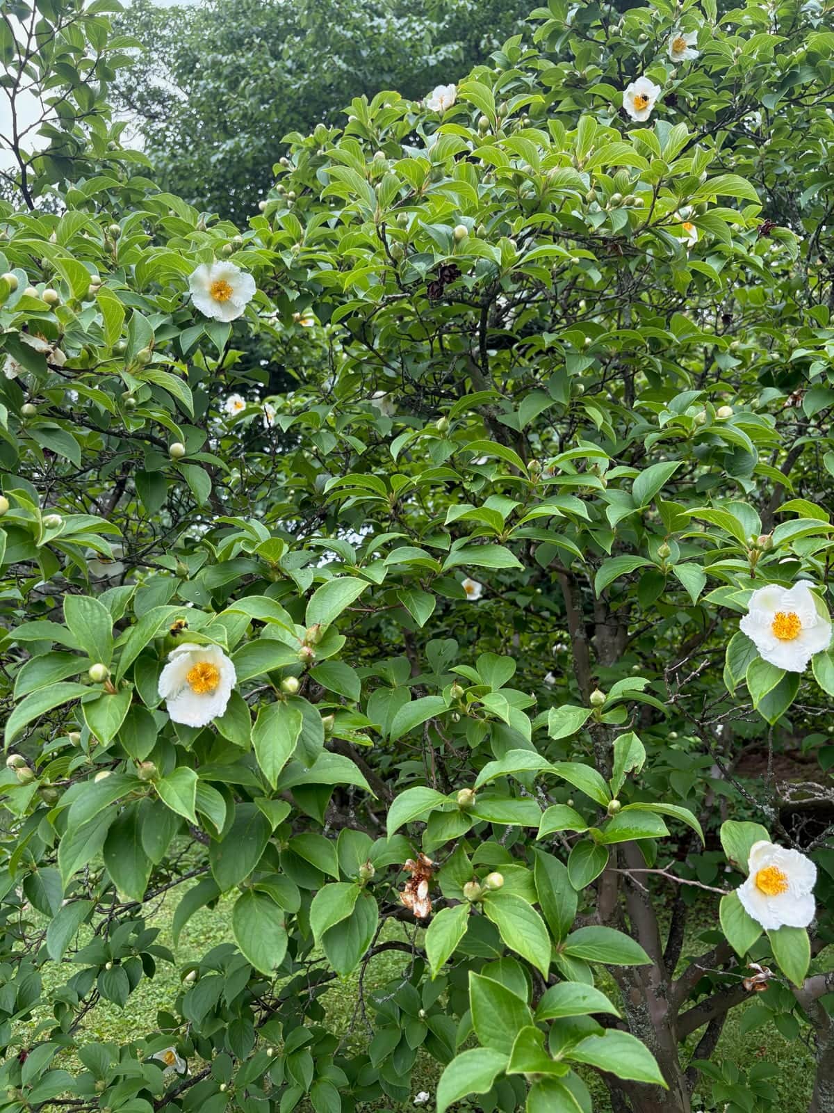 Japanese Stewartia