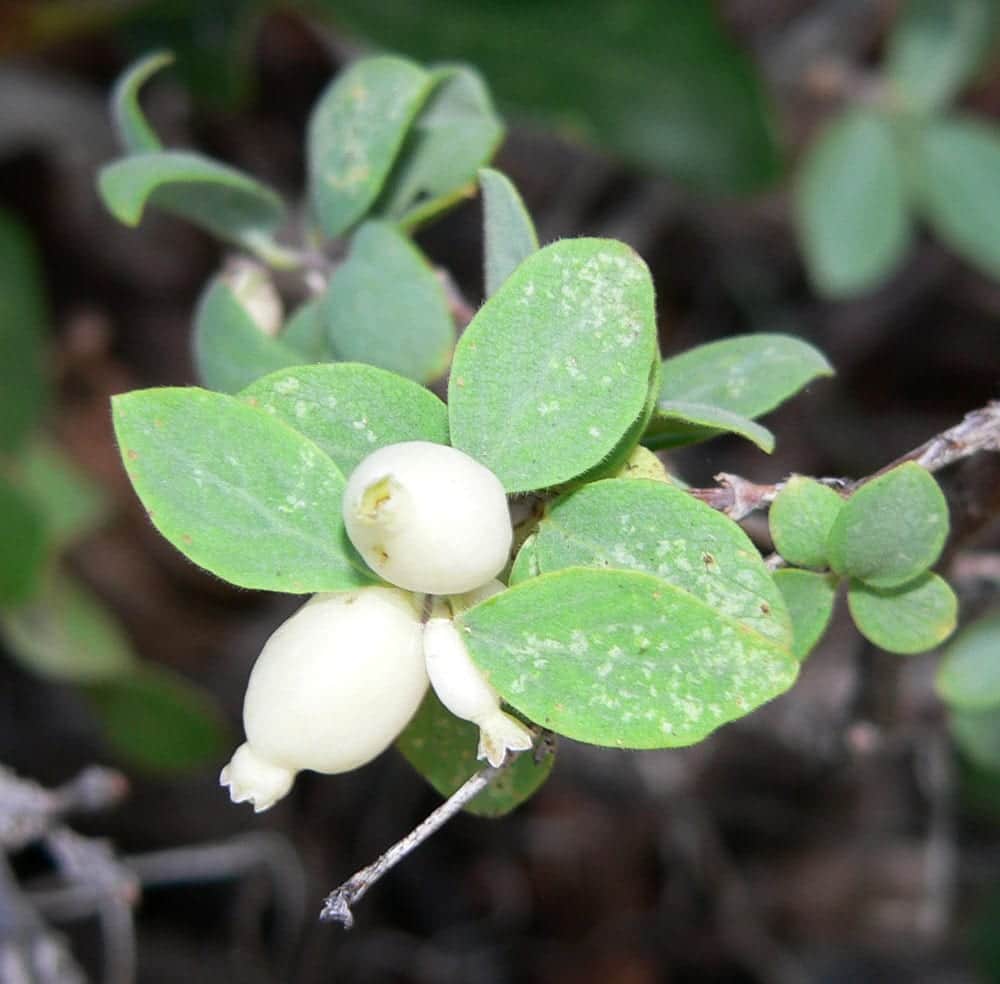 Mountain Snowberry