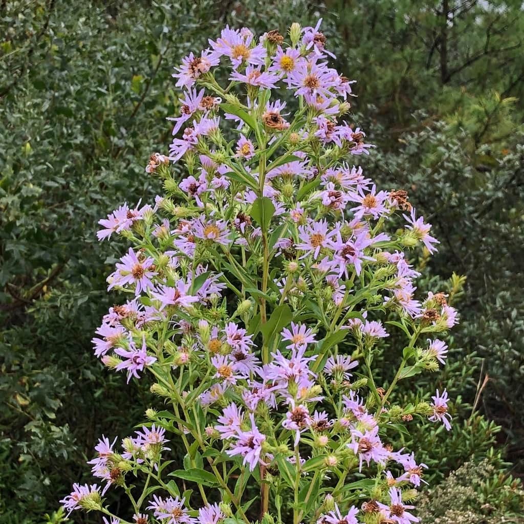 Elliott's Aster
