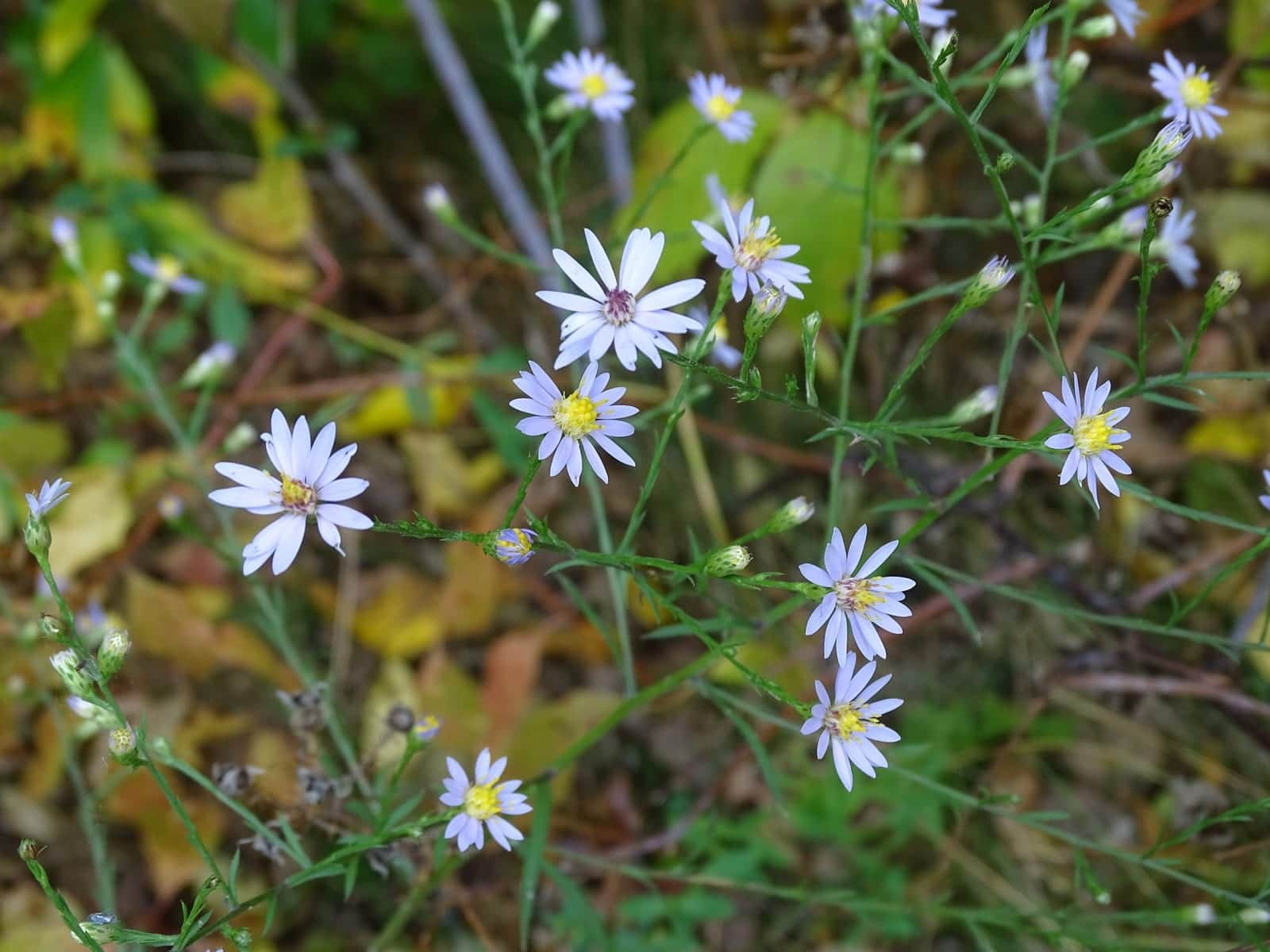 Sky Blue Aster