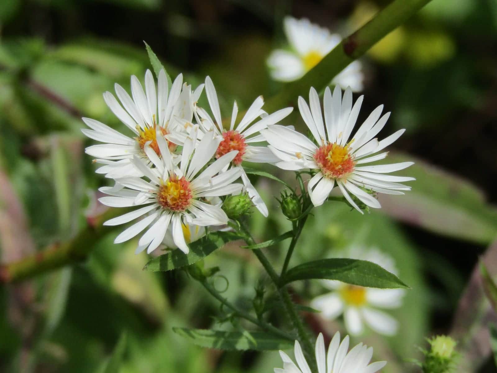 Wild Aster