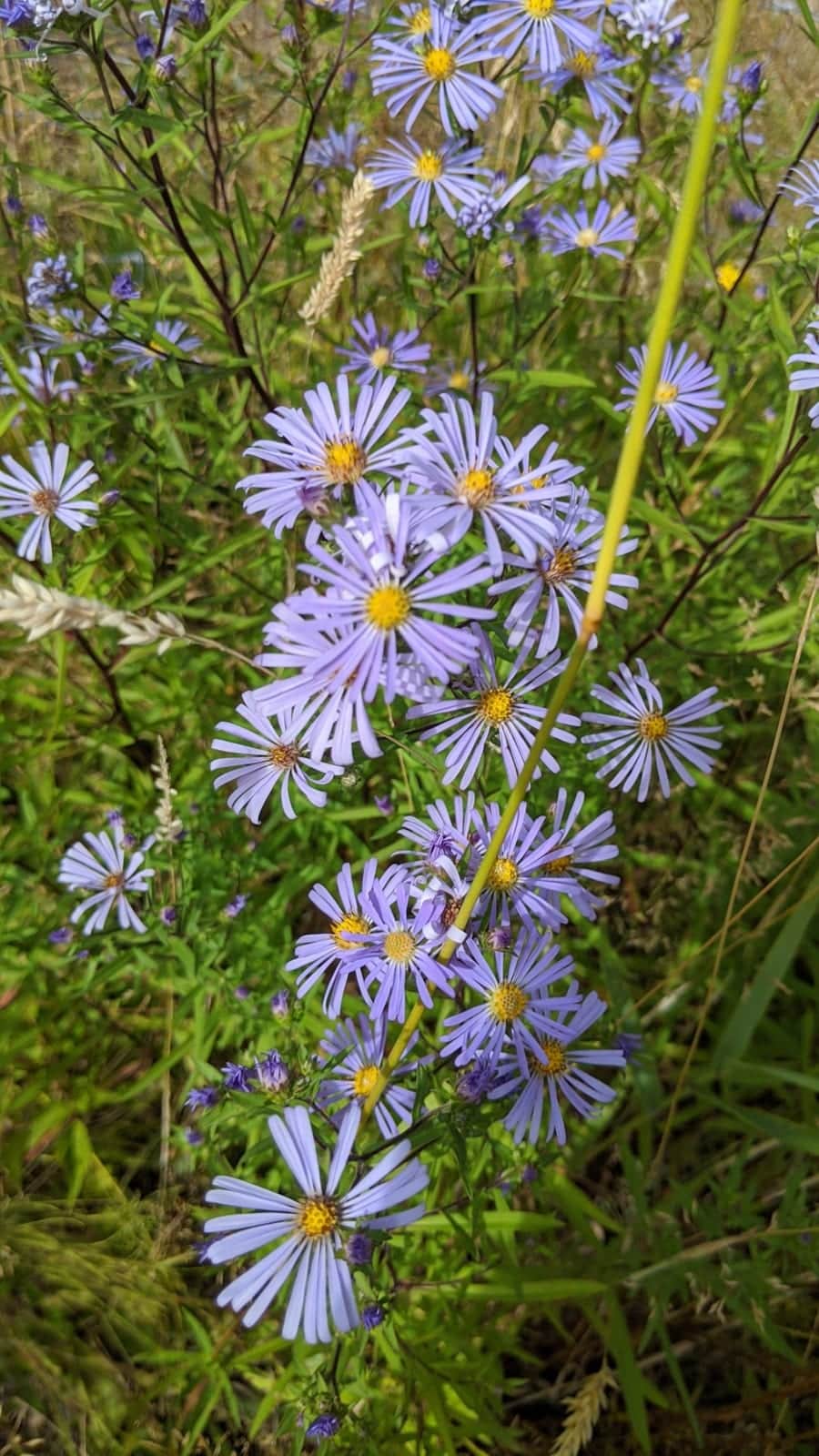 Douglas Aster