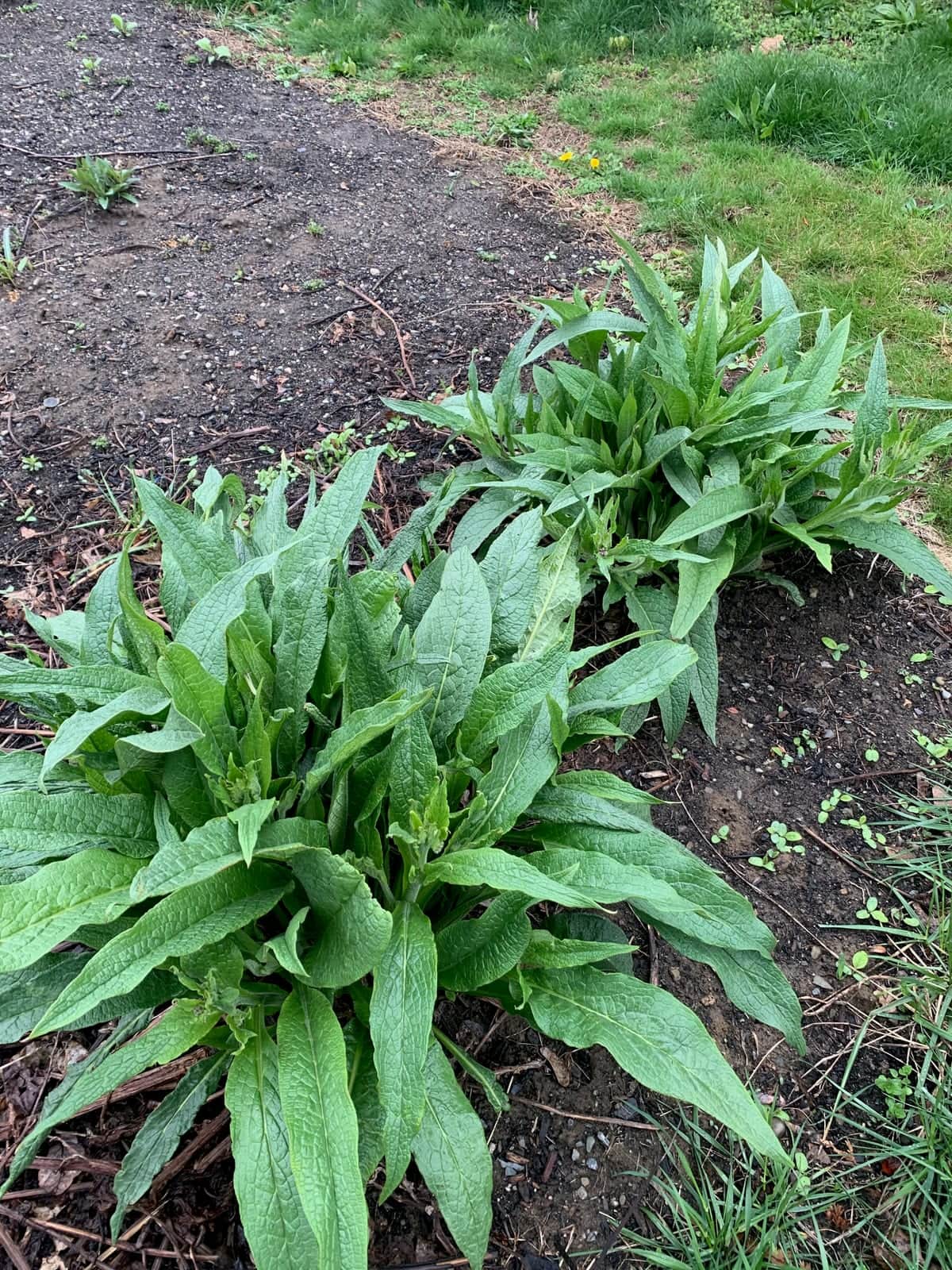 Comfrey