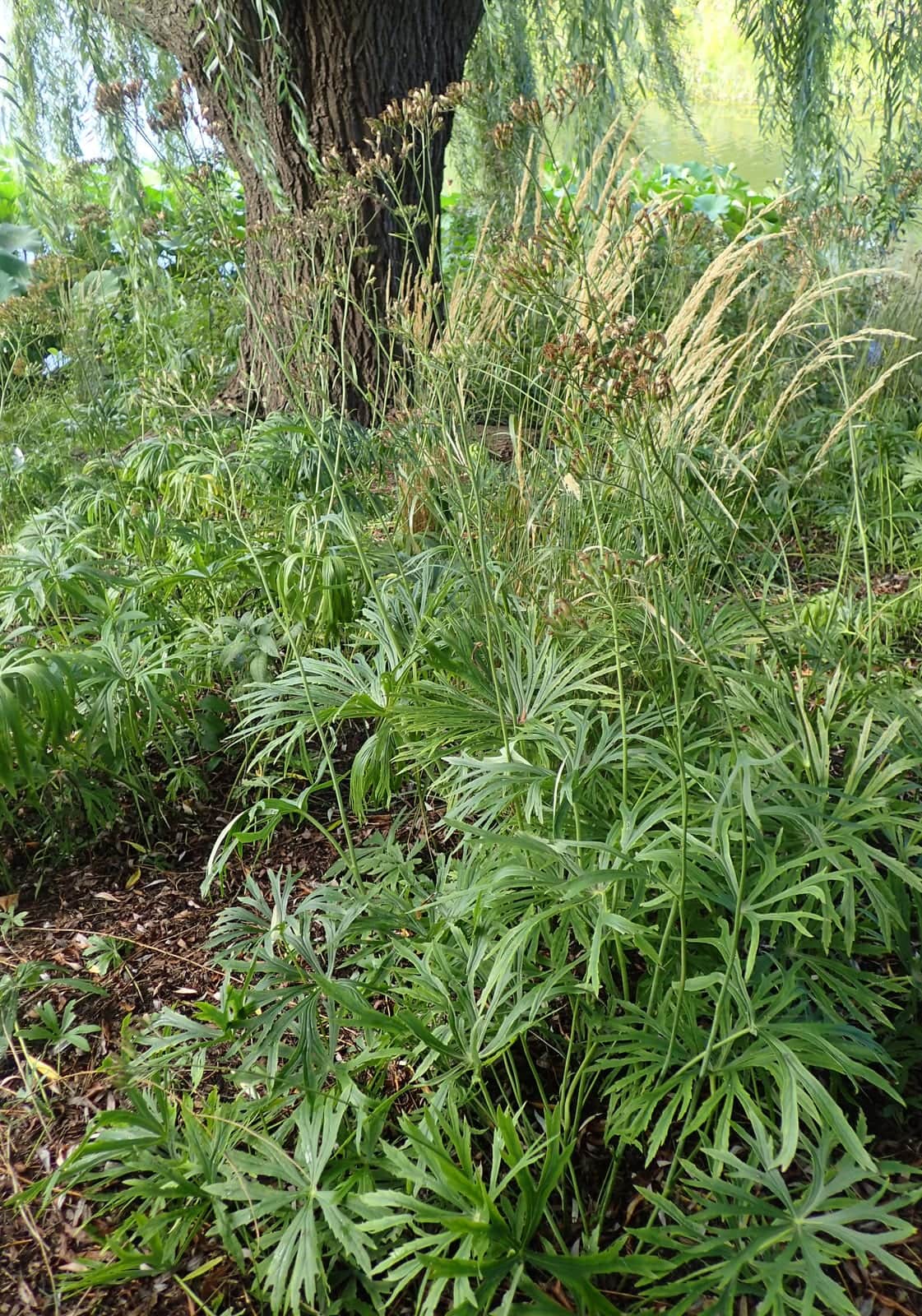 Shredded Umbrella Plant