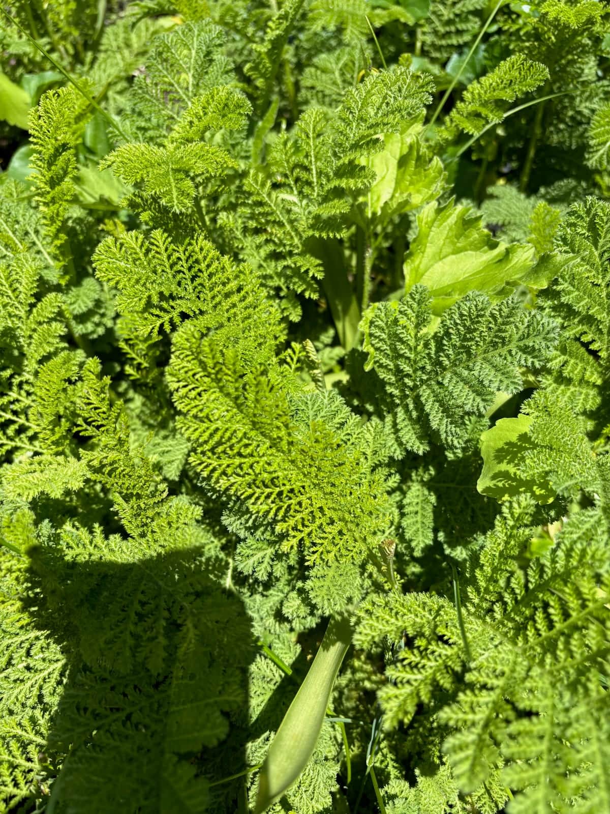 Tansy