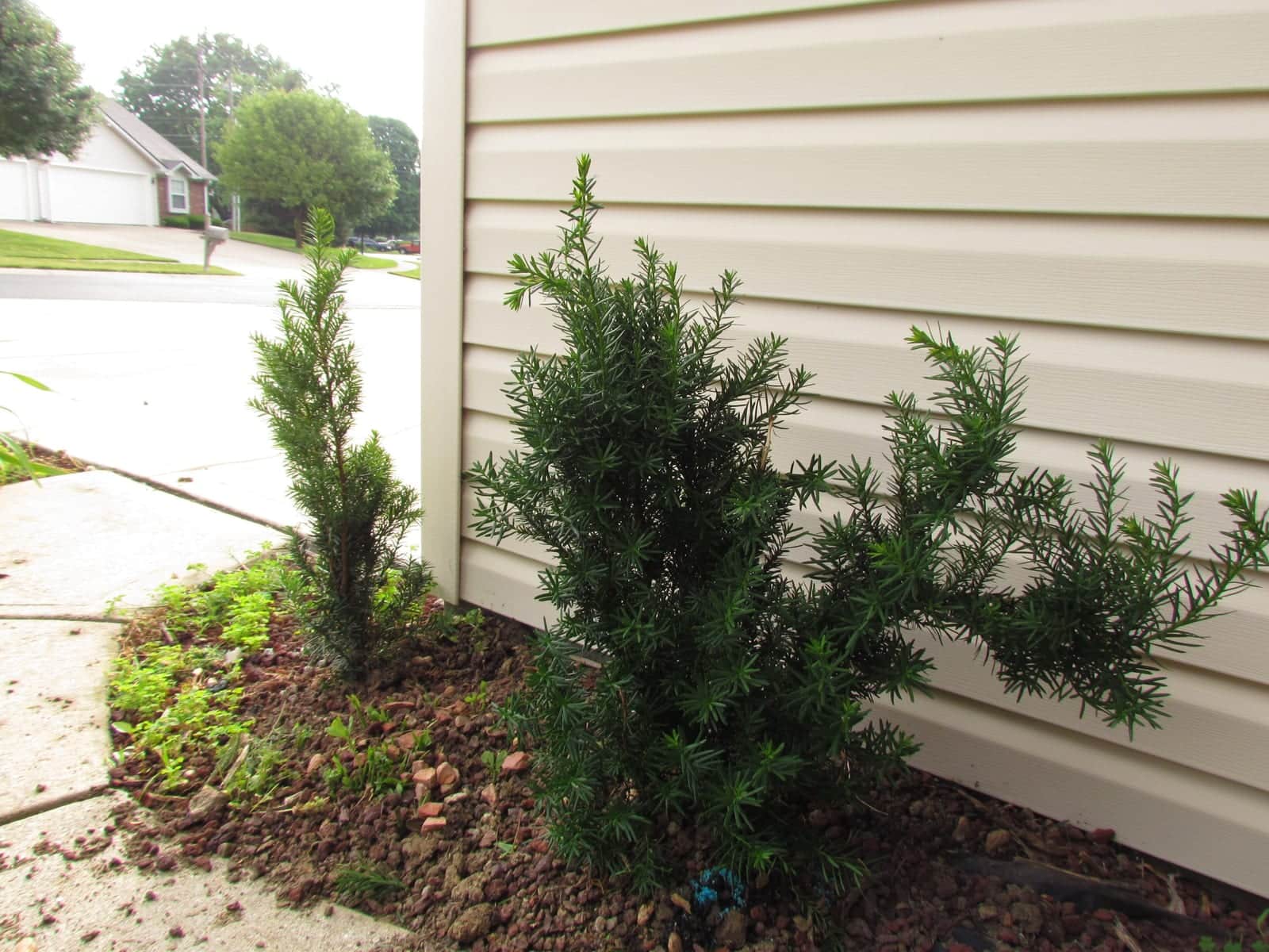 Anglojapanese Yew