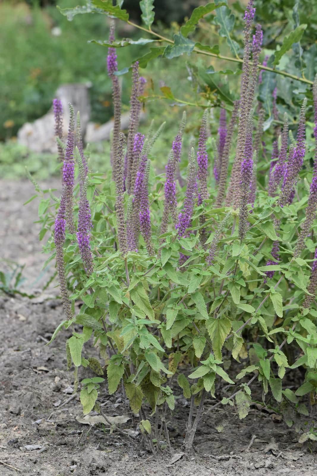 Purple Tails