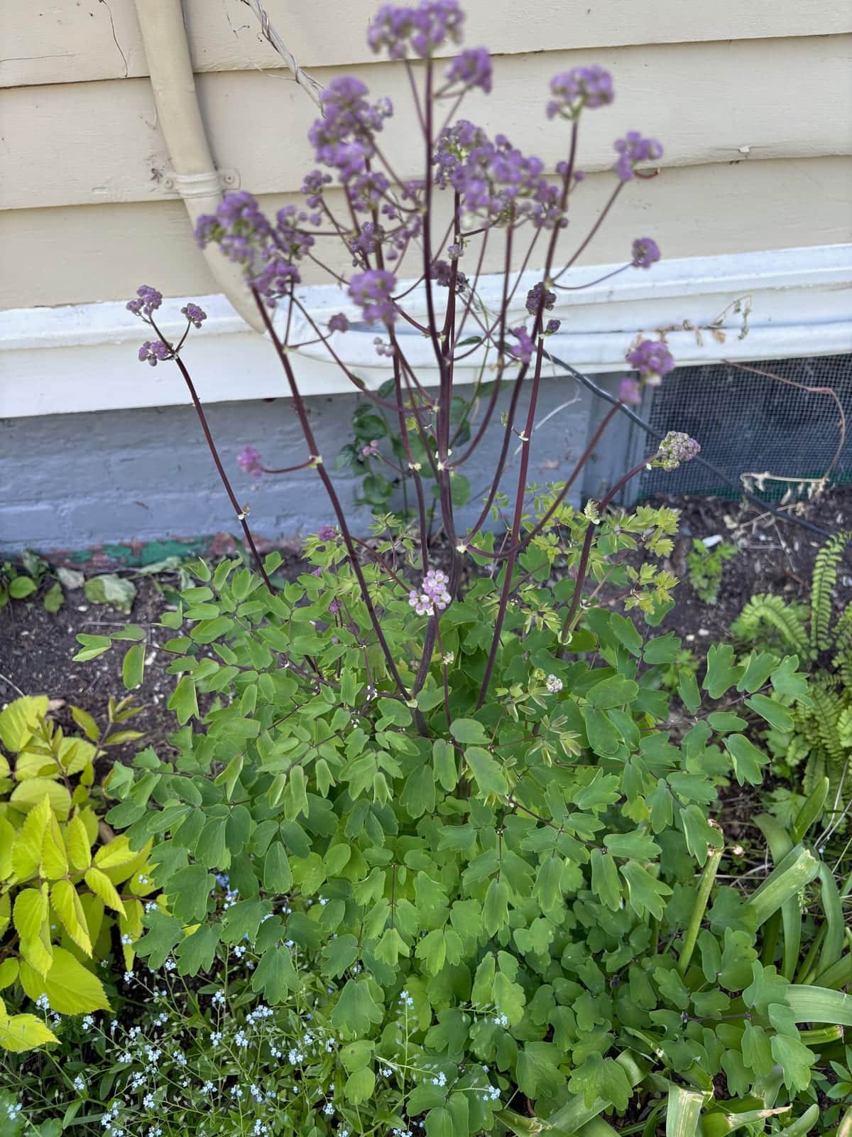 Meadow Rue