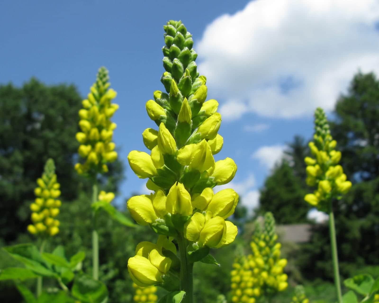 Carolina Lupine