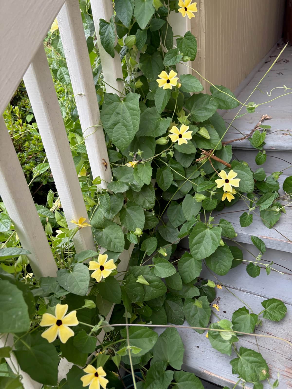 Black-Eyed Susan Vine