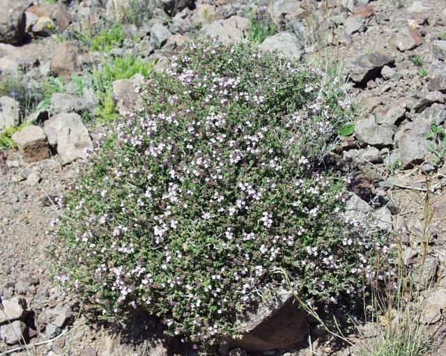 English Thyme