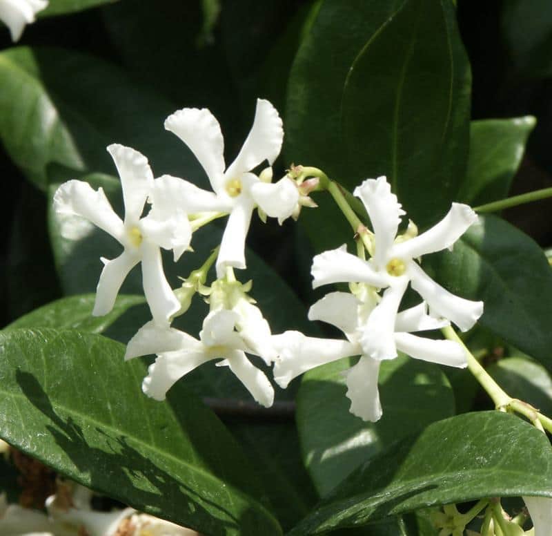 Star Jasmine