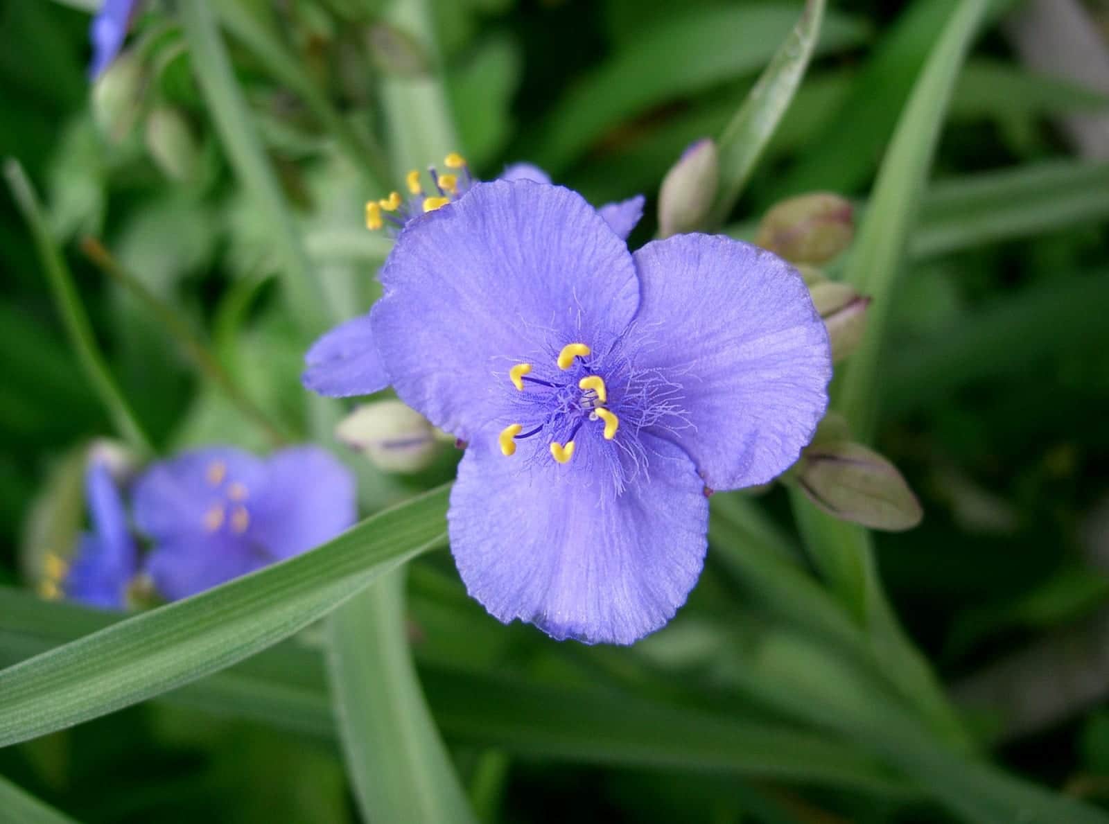 Spiderwort