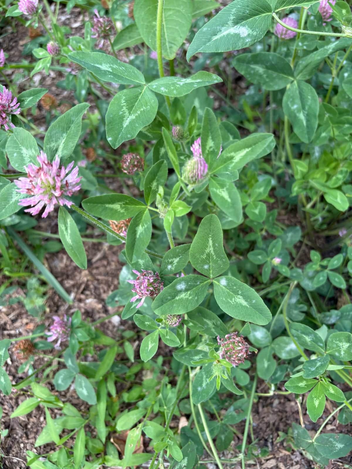 Red Clover