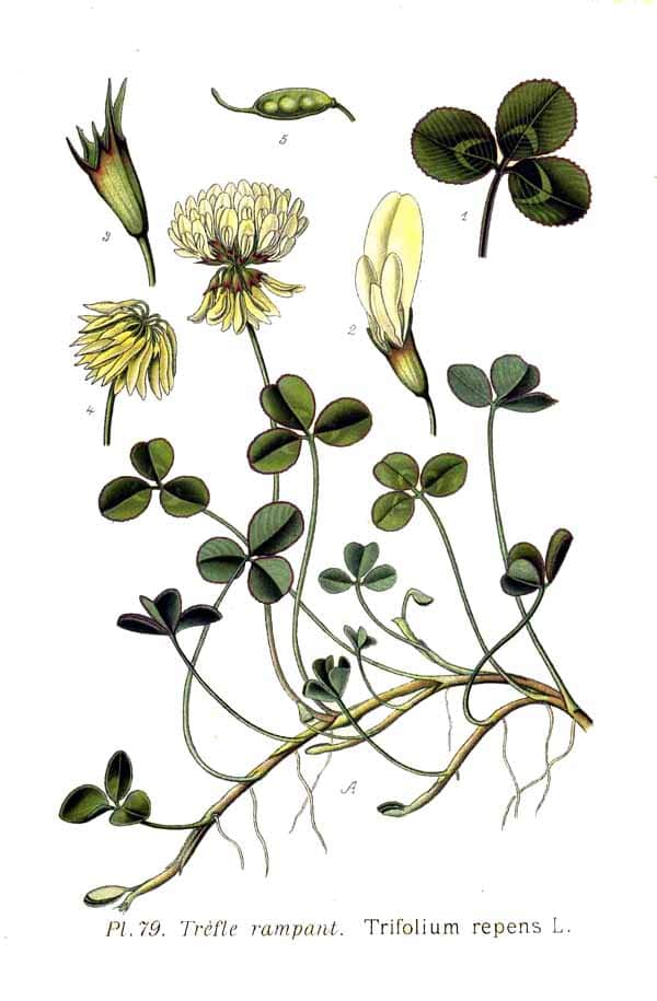 White Clover