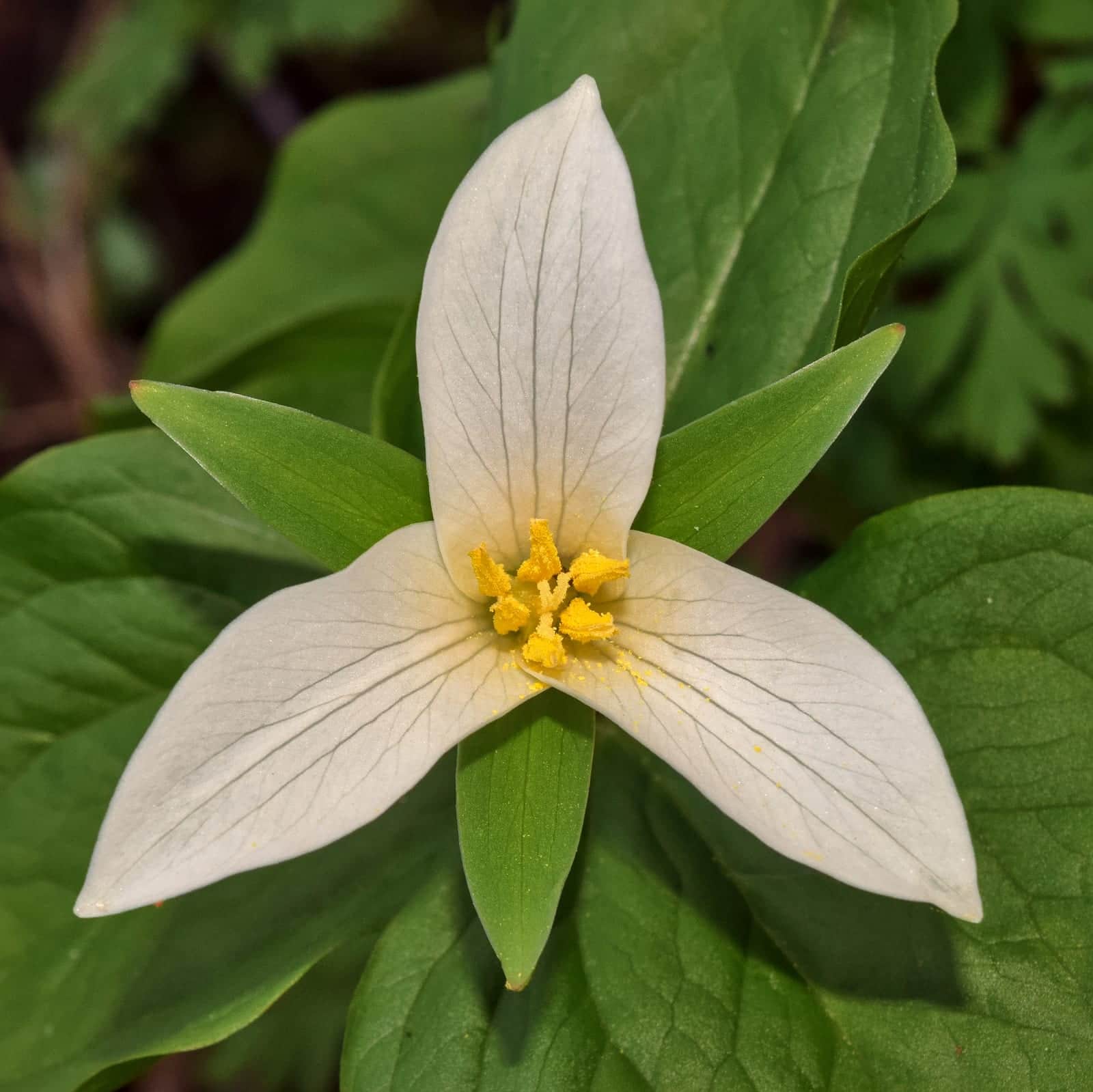 Western Trillium
