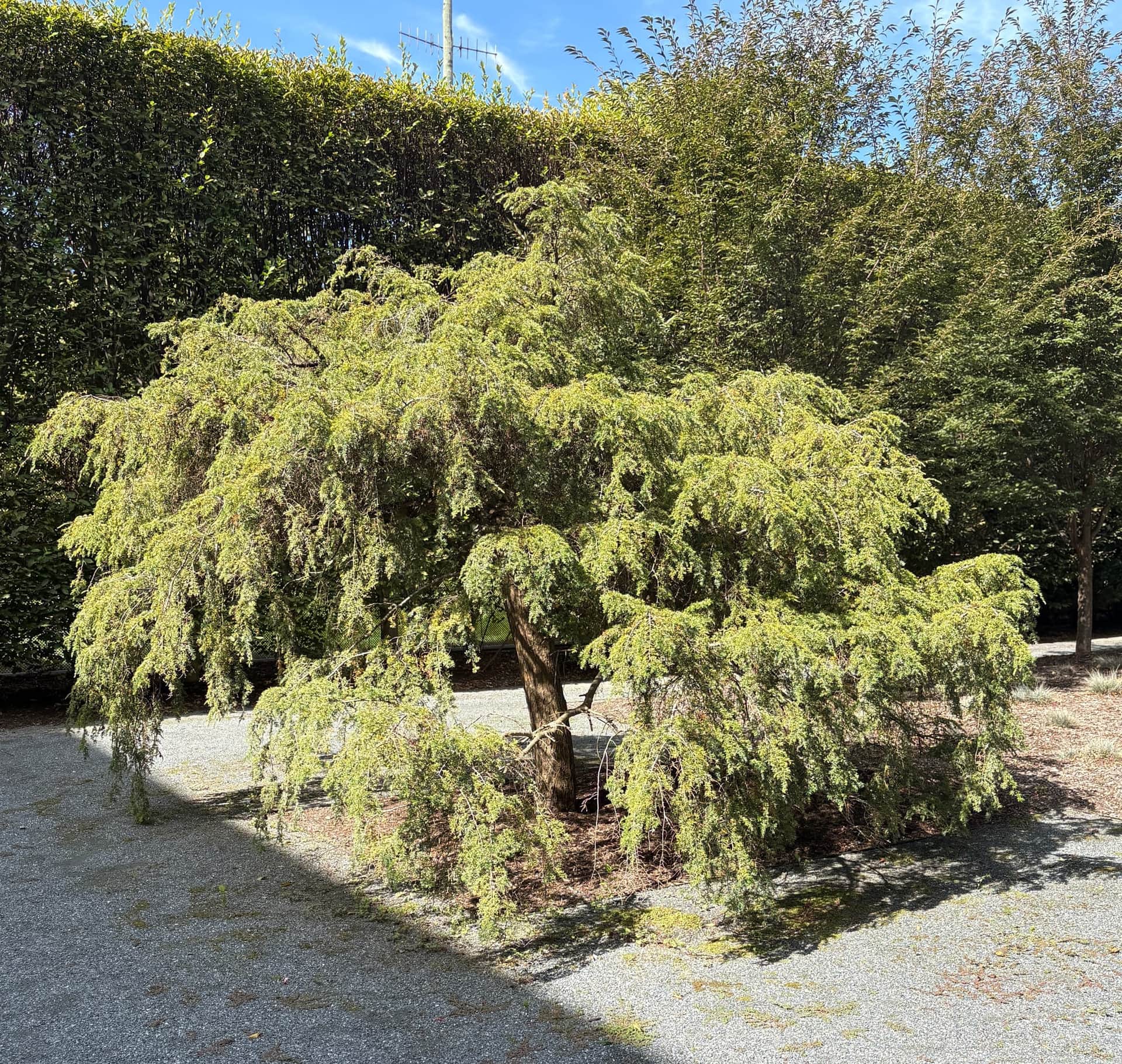 Canadian Hemlock