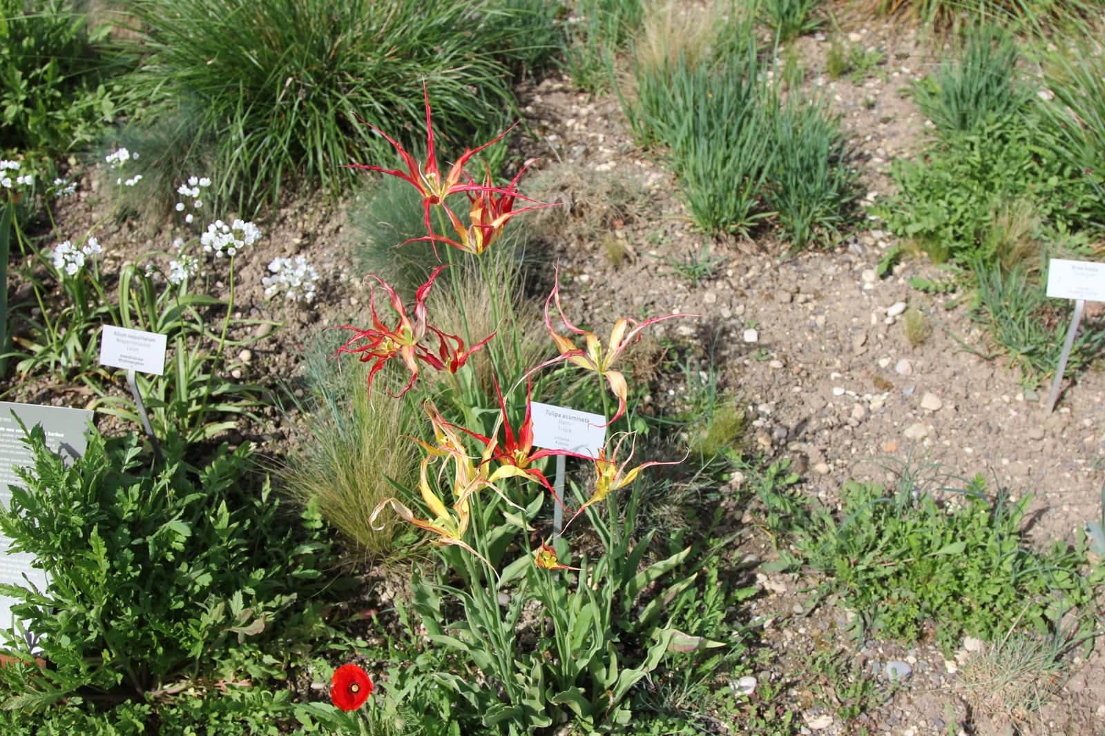 Fire Flame Tulip