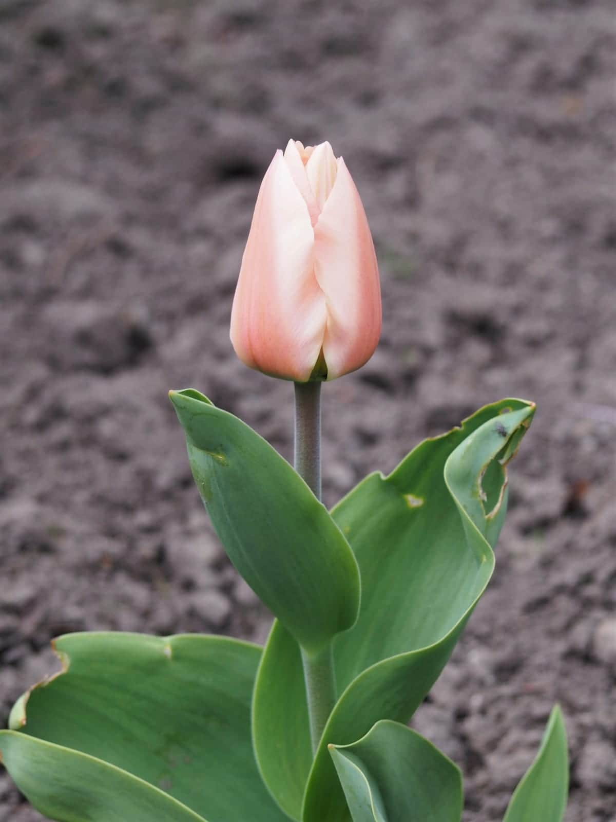 Apricot Beauty Tulip