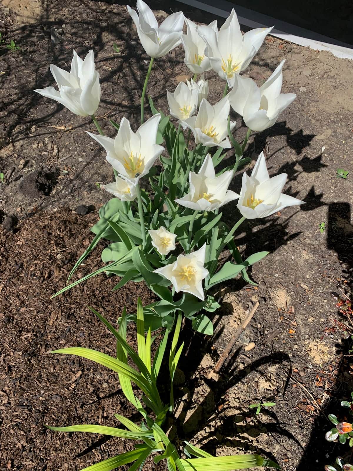 Tulip Mix