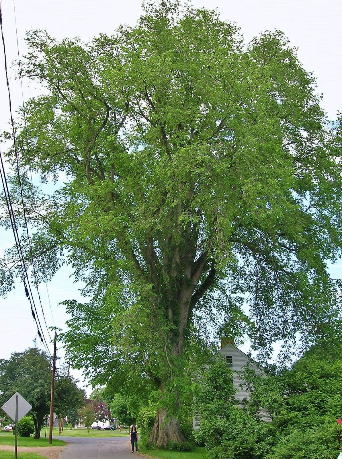 American Elm