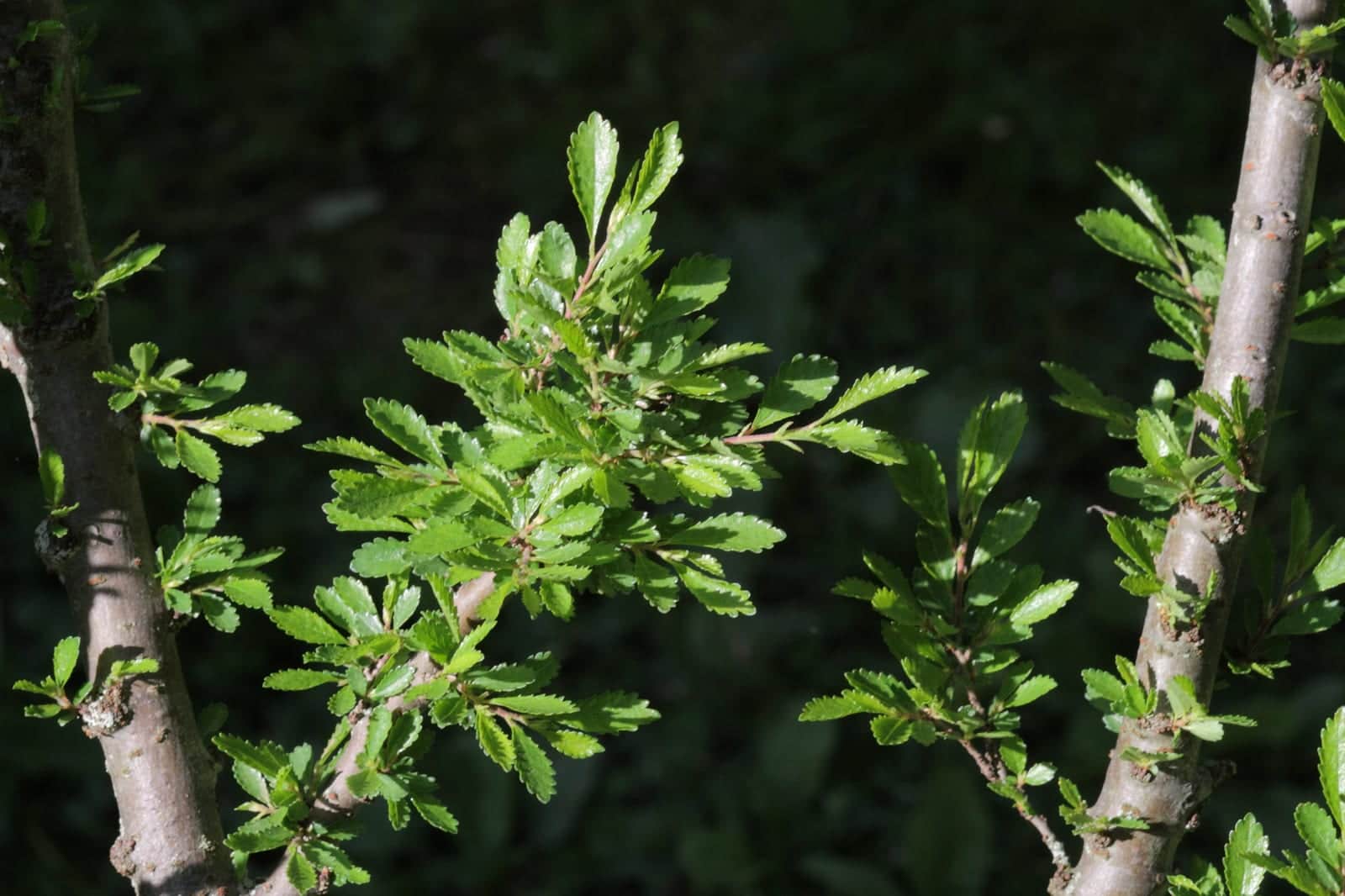 Dwarf Lacebark Elm