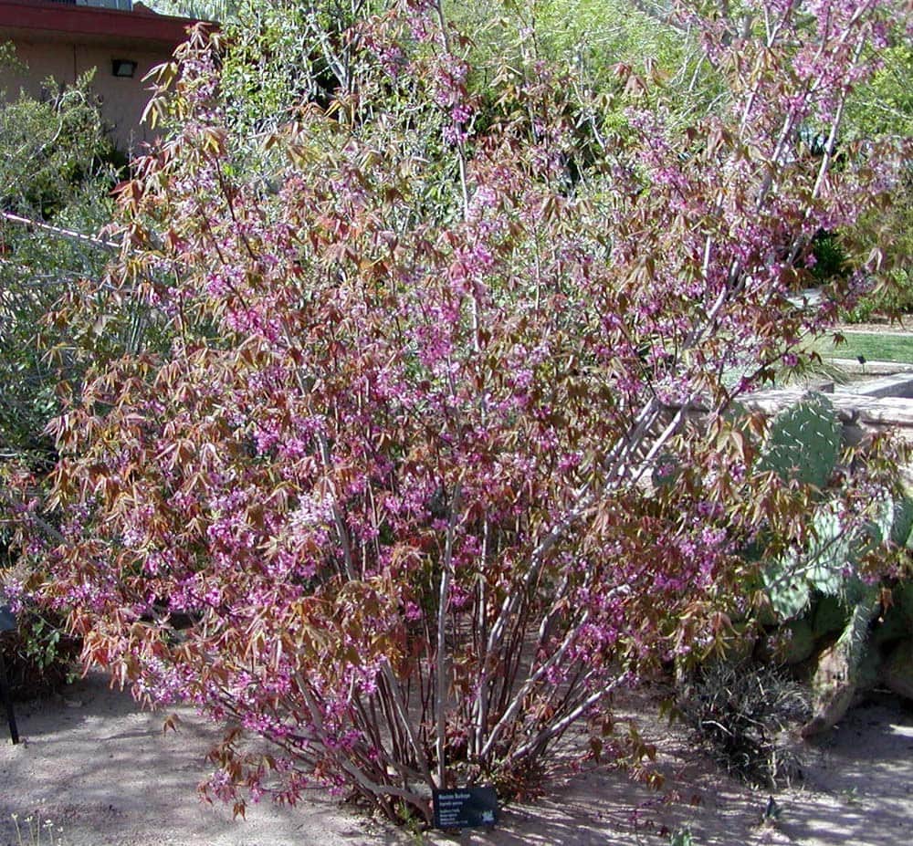 Mexican Buckeye